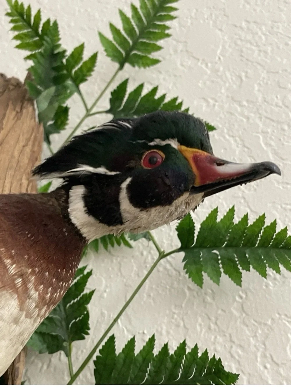 Wall-Mount Decorative Wood Duck Bird Mount in Brown and Black